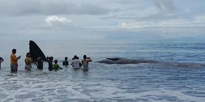 Kejadian Langka: Paus Mati Terdampar di Pantai Kabupaten Tapteng