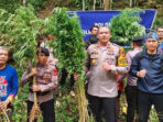 Polisi Kembali Berhasil Mengungkap Ladang Ganja di Perbukitan Tor Sihite Madina