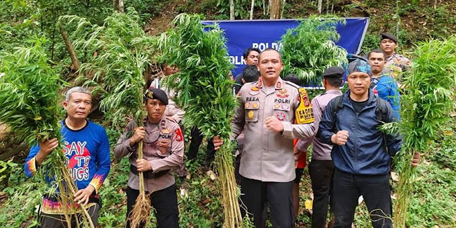 Polisi Kembali Berhasil Mengungkap Ladang Ganja di Perbukitan Tor Sihite Madina