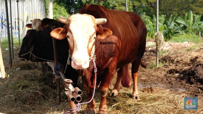 Catat! Masjid Istiqlal Tidak Mengadakan Pembagian Daging Kurban di Lokasi