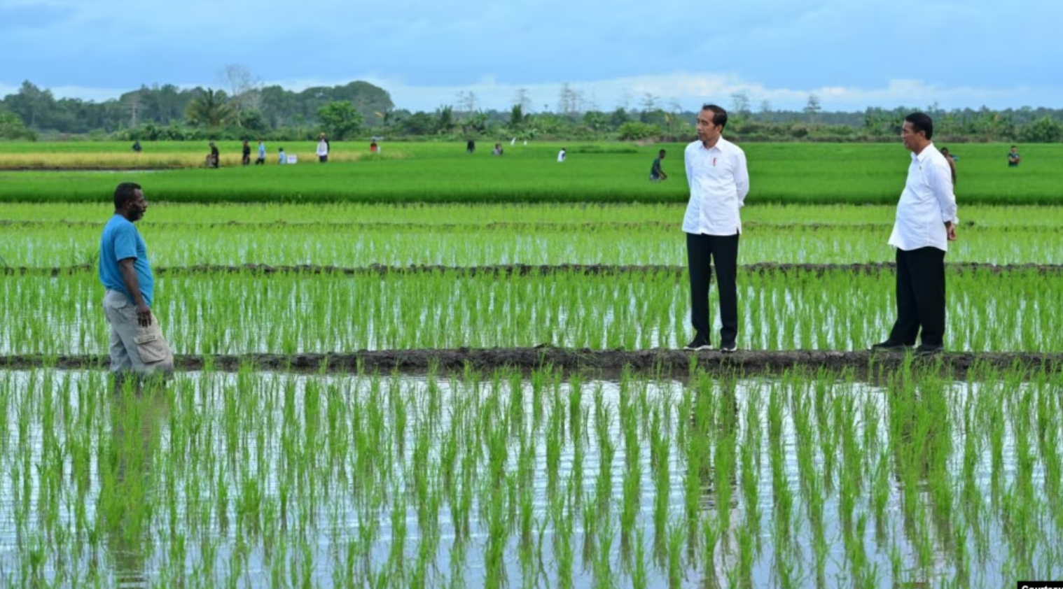 Aktivis Papua Menuntut Dihentikannya Proyek Satu Juta Hektar Sawah di Merauke